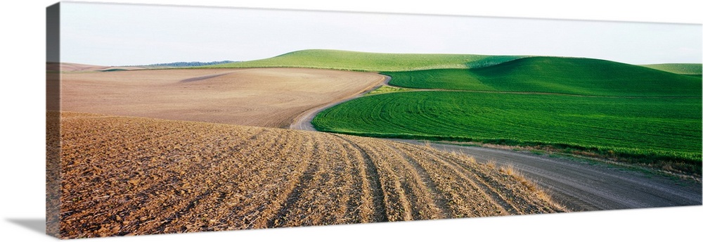 Dirt road passing through landscape, palouse, washington state, USA.