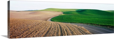 Dirt Road Passing Through Landscape, Palouse, Washington State, USA