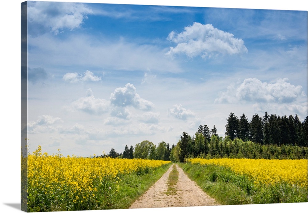Dirt road passing through rapeseed fields, Baden-Wurttemberg, Germany