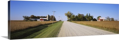 Dirt road passing through soybean fields, Minnesota