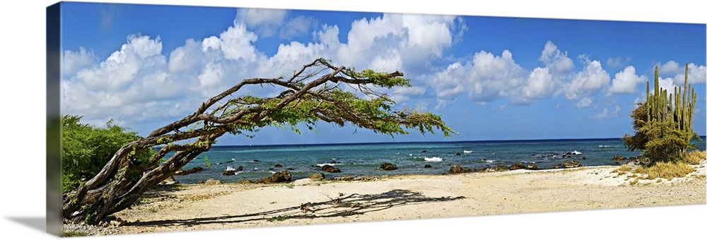 Divi divi tree (Caesalpinia Coriaria) at the coast, Aruba