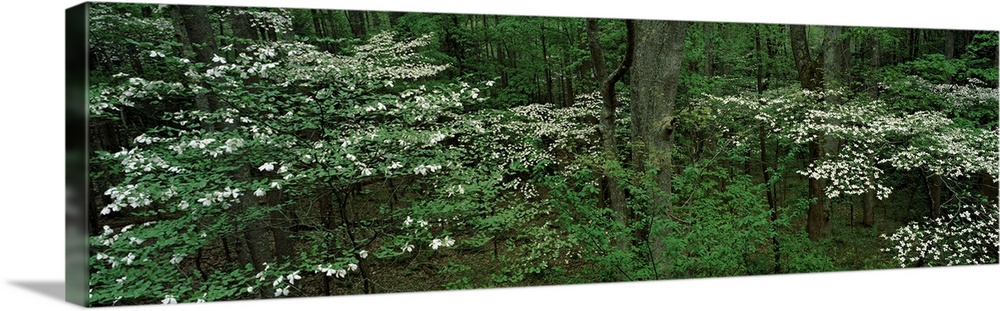 Dogwood Trees in Spring Great Smoky Mtns National Park TN