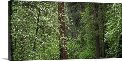 Dogwood trees in springtime at Yosemite National Park, California