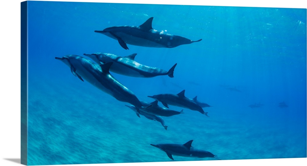 Dolphins swimming in Pacific Ocean, Hawaii, USA