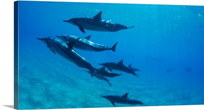 Dolphins swimming in Pacific Ocean, Hawaii