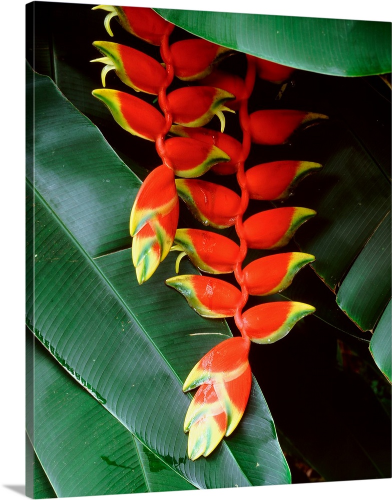 Dominica, Papillote Wilderness Retreat, Close-up of Heliconia
