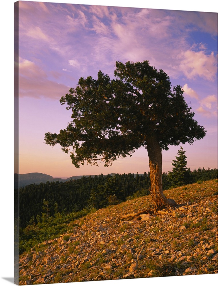 Douglas fir on a landscape, Kaibab Plateau, Salle Mountain Wilderness Area, Kaibab National Forest, Coconino County, Arizona