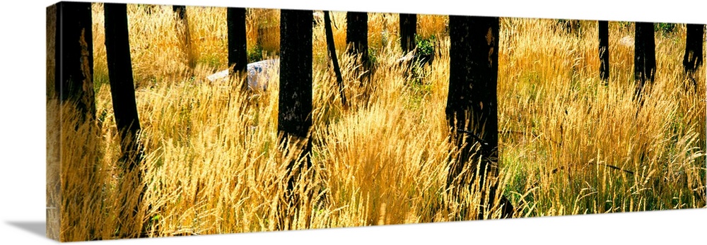 Dry autumn grasses turn a yellow hue in a stand of burned Lodgepole pines, Buffalo Valley, Wyoming, USA.
