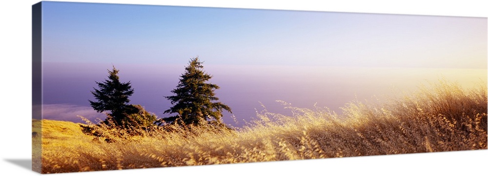Dry grass on the mountain with ocean in the background, Pacific Ocean, Mt Tamalpais, Marin County, California