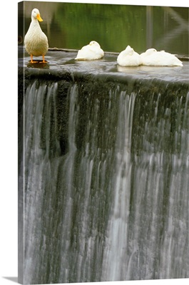Ducks At Edge Of Waterfall