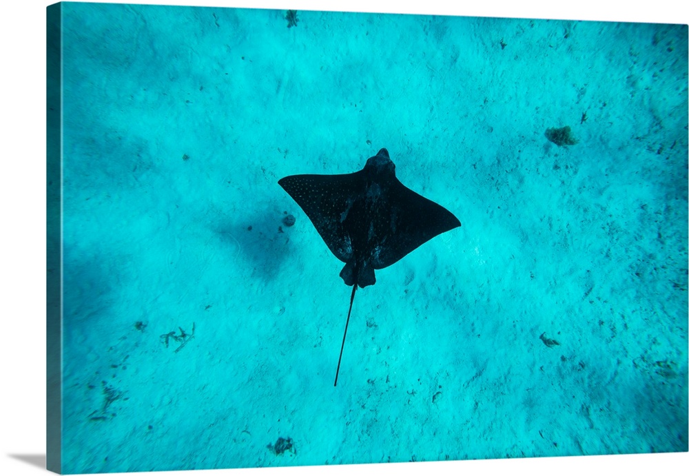 Eagle Ray swimming in the Pacific Ocean, Tahiti, French Polynesia