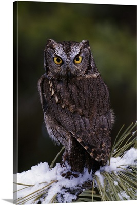Eastern screech owl on pine tree branch, Canada.