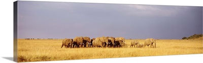 Elephant Herd Maasai Mara Kenya