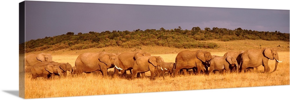 Elephant Herd Maasai Mara Kenya Wall Art, Canvas Prints, Framed Prints ...