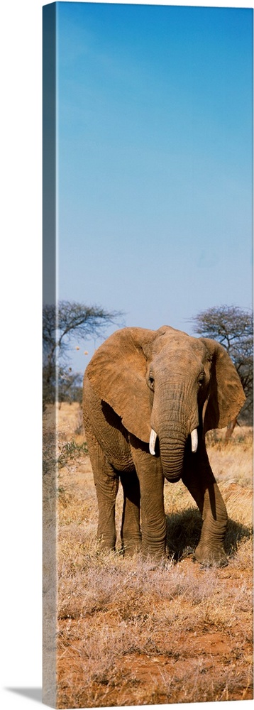 Elephant Kenya