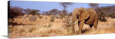Elephant Kenya Africa