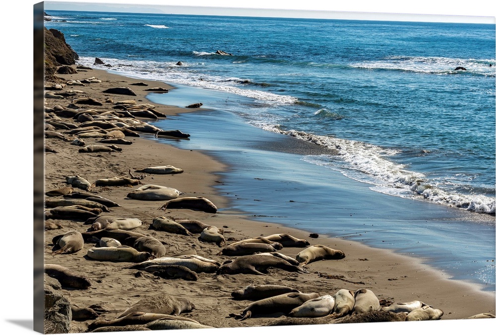 Elephant Seals on the beach, Piedras Blancas, San Simeon, California, USA