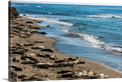 Elephant Seals on the beach, Piedras Blancas, San Simeon, California