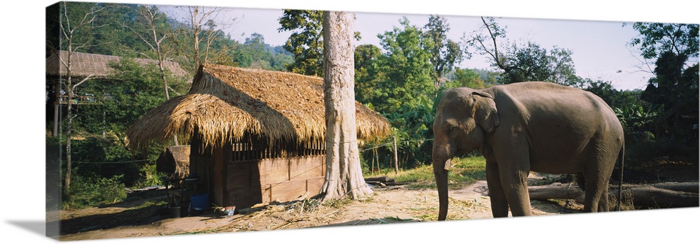 Elephant standing outside a hut in a village, Chiang Mai, Thailand