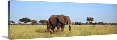 Elephant Tarangire Tanzania Africa