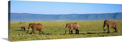 Elephants Ngorongoro Crater Tanzania Africa