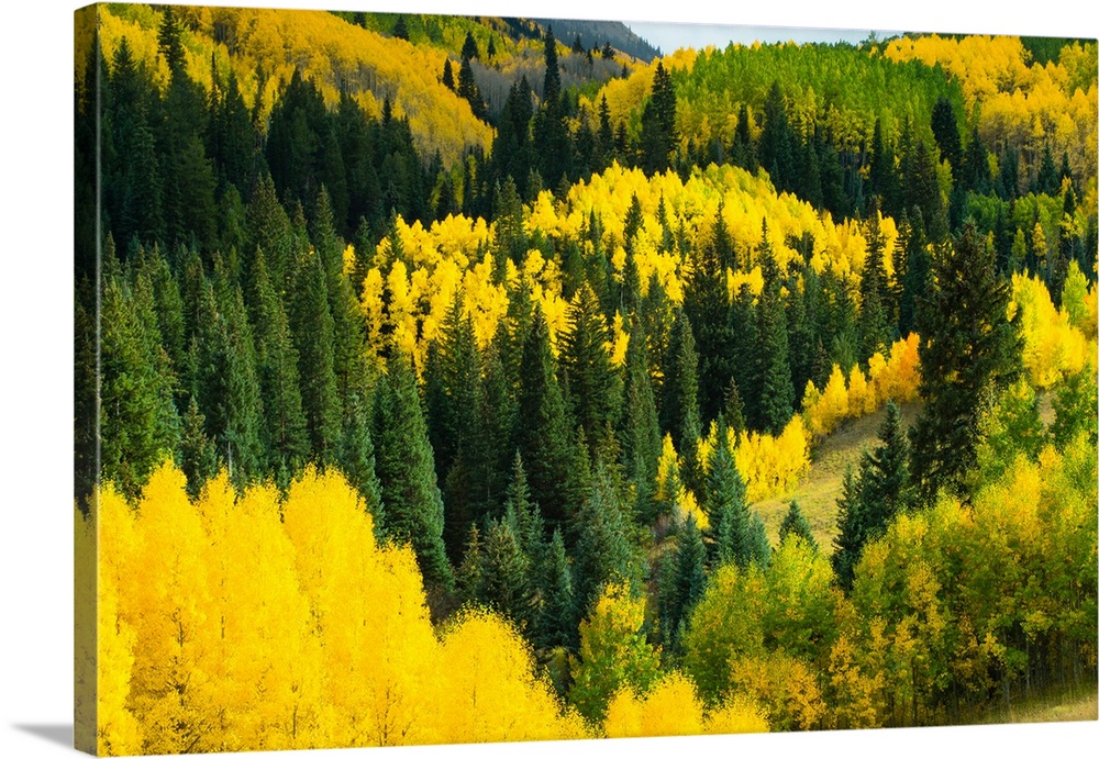 Elevated view of Aspen trees, Maroon Creek Valley, Aspen, Colorado, USA