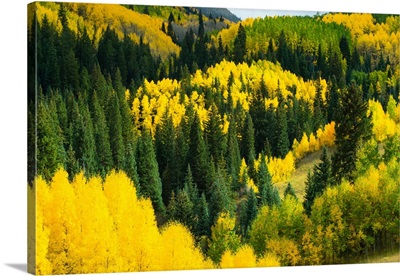 Elevated view of Aspen trees, Maroon Bells, Maroon Creek Valley, Aspen, Colorado