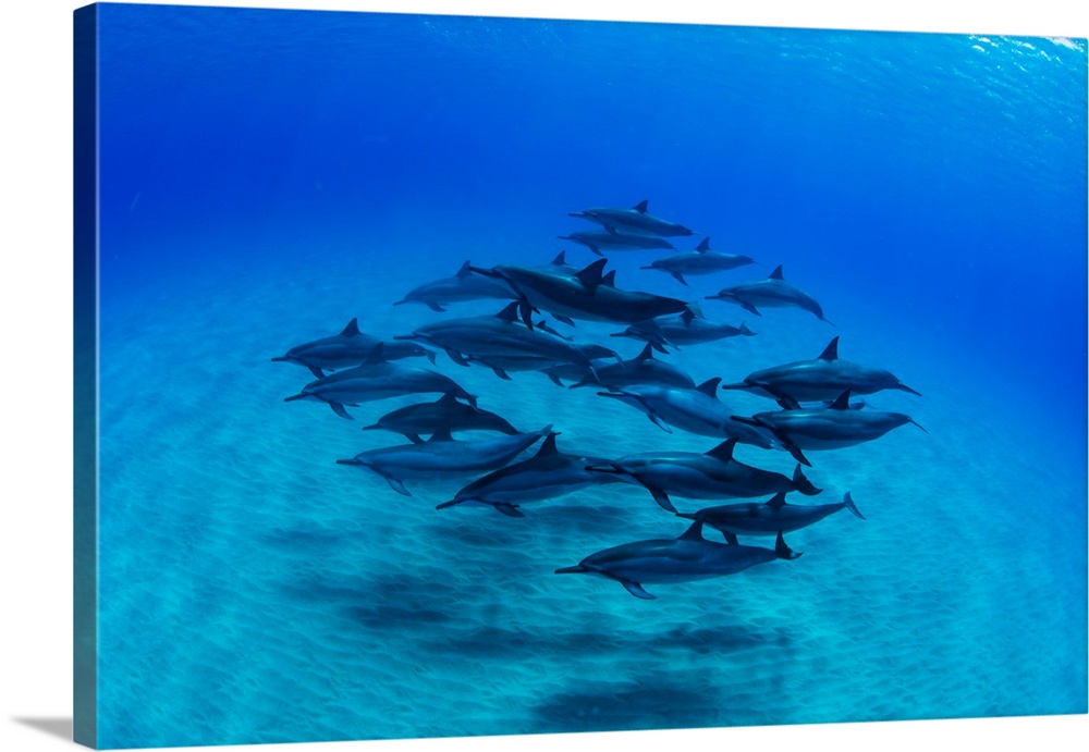 Elevated view of school of dolphins swimming in Pacific Ocean, Hawaii, USA