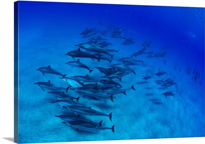 Elevated view of school of dolphins swimming in Pacific Ocean, Hawaii