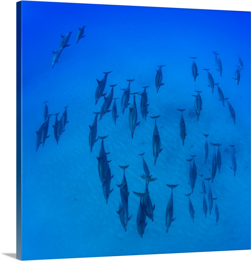 Elevated view of school of dolphins swimming in Pacific Ocean, Hawaii, USA