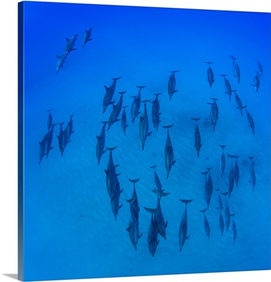 Elevated view of school of dolphins swimming in Pacific Ocean, Hawaii