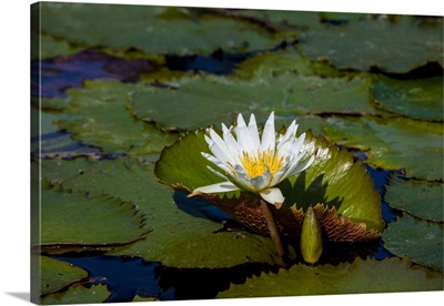Elevated view of Water lily in a pond, Florida