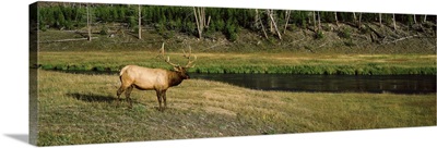 Elk Cervus canadensis in a forest Madison River Yellowstone National Park Wyoming