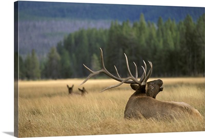 Elk WY
