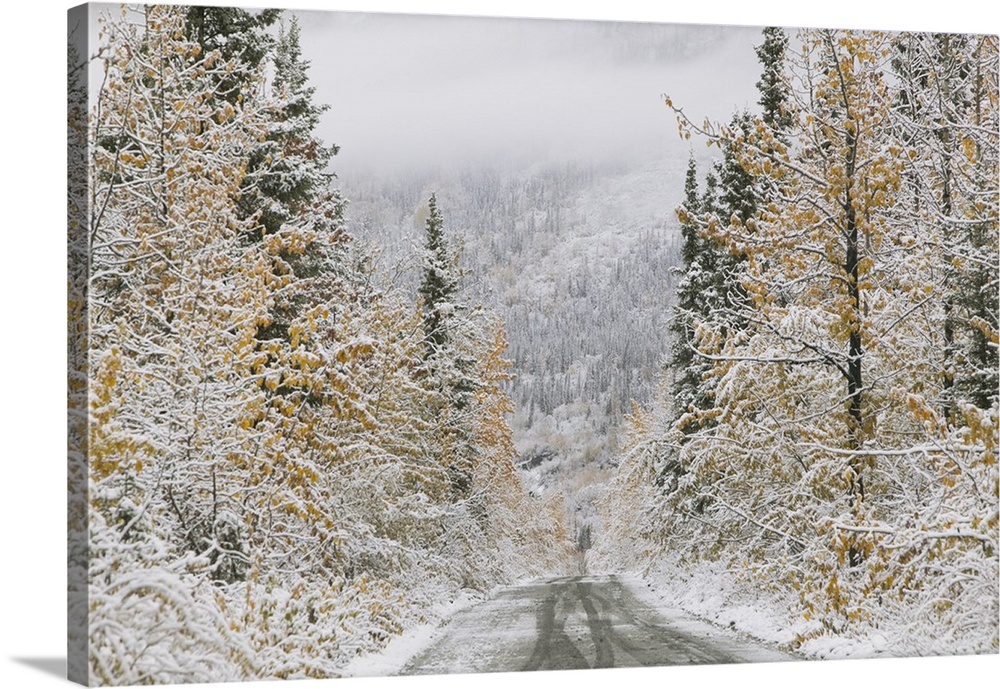 Empty road passing through a forest, McCarthy, Alaska