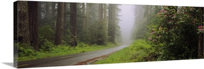 Empty road passing through a forest, Redwood National Park, California