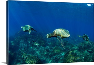 Endangered Green Sea turtles over coral reef in the Pacific Ocean, Hawaii