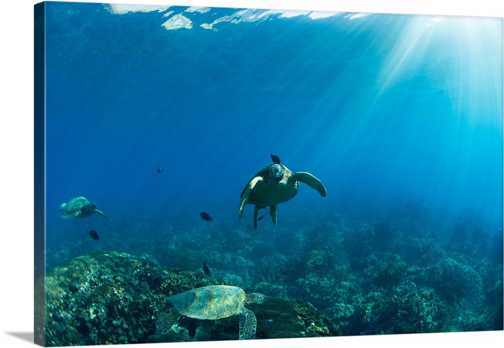 Endangered Green Sea turtles over coral reef in the Pacific Ocean, Hawaii, USA