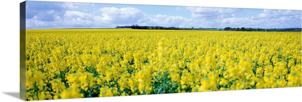 England, Wiltshire, Rape crop