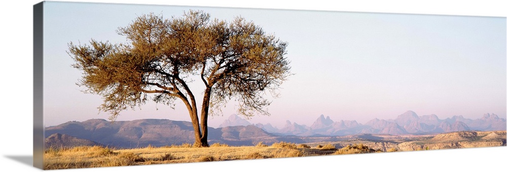 Ethiopia, Debre Damo, tree