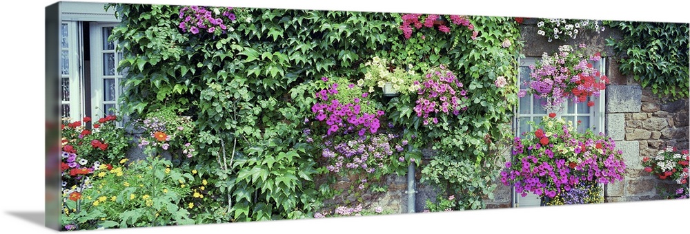 Europe, France, Pontorson, Wall covered with flowers