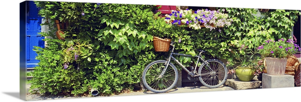 This panoramic decorative accent is a photograph of a bicycle with a basket leans against a foliage covered wall on a ston...