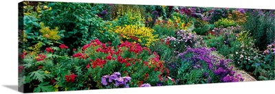 European Michaelmas-Daisies (Aster Amellus) At Acton Nursery, Cornwall, Malvern, England
