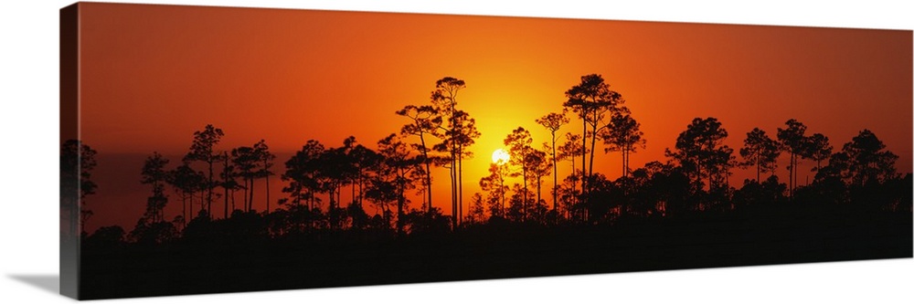 Panoramic image of the silhouettes of trees at sunset at the Everglades National Park in Florida.