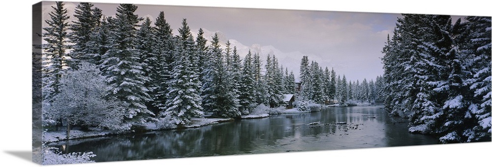 Evergreen trees covered with snow, Policemans Creek, Canmore, Alberta ...