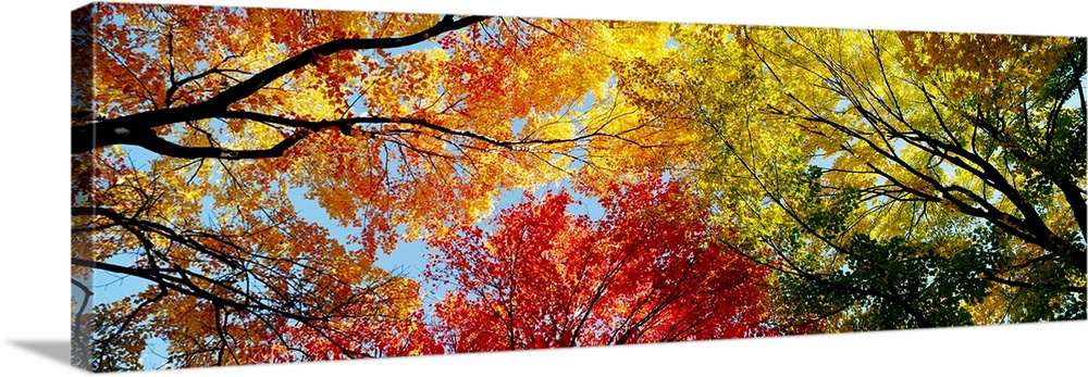 A wide panoramic photograph looking up into a canopy of leaves in autumn.