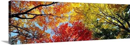 Spild Anzai patient Fall Foliage Wall Art, Canvas Prints, Framed Prints, Wall Peels | Great Big  Canvas