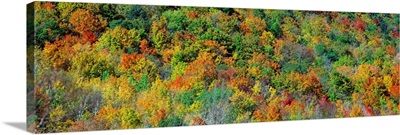 Fall Foliage Catskill Park NY
