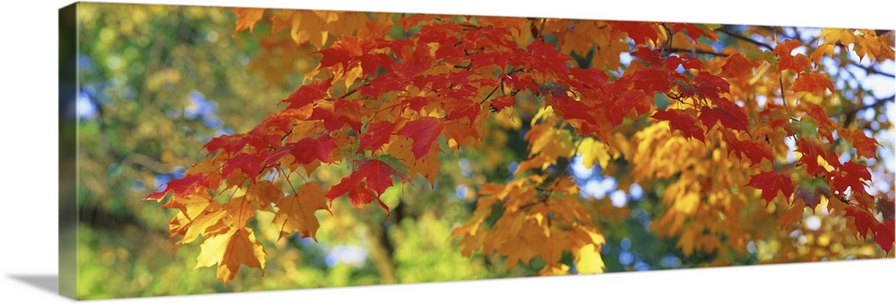 A panoramic photograph of a branch of autumn leaves consisting of several colors.