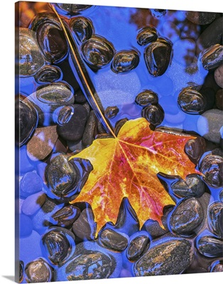 Fall leaves on black rocks in water